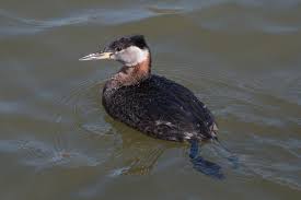 Attēlu rezultāti vaicājumam “Podiceps grisegena adult”