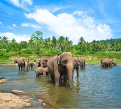 Image result for pinawella