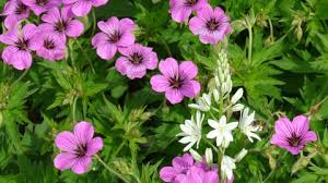 Image result for Storchschnäbel