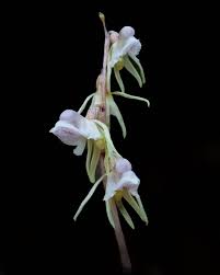 Attēlu rezultāti vaicājumam “Epipogium aphyllum”