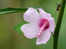 Attēlu rezultāti vaicājumam “Reticularia lobata young”