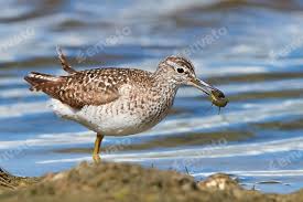 Attēlu rezultāti vaicājumam “Tringa glareola”