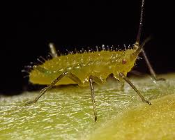 Attēlu rezultāti vaicājumam “Drepanosiphum platanoidis”