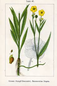 Attēlu rezultāti vaicājumam “Ranunculus lingua leaf”