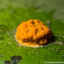 Attēlu rezultāti vaicājumam “Pucciniales”