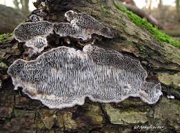 Attēlu rezultāti vaicājumam “Datronia mollis”