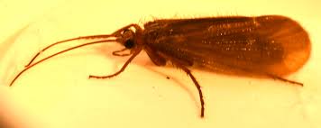 Attēlu rezultāti vaicājumam “Chaetopteryx villosa”