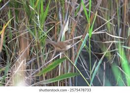 Image result for Acrocephalus aedon