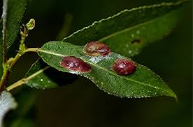 Attēlu rezultāti vaicājumam “Pontania proxima”