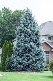 Attēlu rezultāti vaicājumam “Picea pungens”