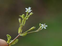 Attēlu rezultāti vaicājumam “Stellaria uliginosa”