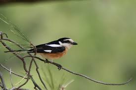 Image result for Lanius nubicus