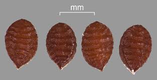 Attēlu rezultāti vaicājumam “Oxalis corniculata fruit”