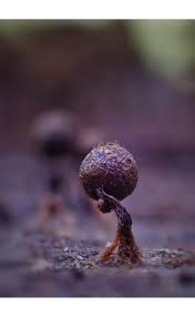 Attēlu rezultāti vaicājumam “Cribraria splendens macro”