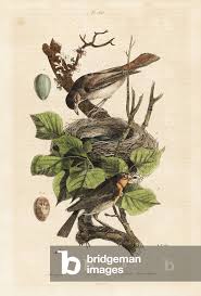 Attēlu rezultāti vaicājumam “Erithacus rubecula eggs”