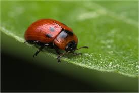 Attēlu rezultāti vaicājumam “Gonioctena viminalis”