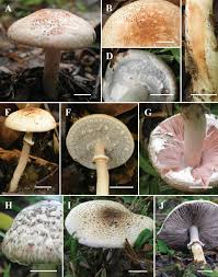 Attēlu rezultāti vaicājumam “Agaricus”