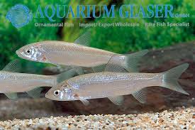 Image result for Chondrostoma nasus