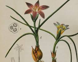 Attēlu rezultāti vaicājumam “Callitriche verna flower”