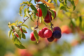 Attēlu rezultāti vaicājumam “Prunus cerasifera fruit”