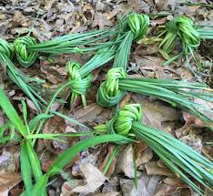 Attēlu rezultāti vaicājumam “Narcissus leaf”
