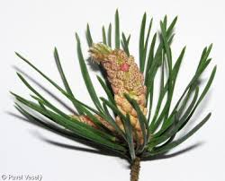 Attēlu rezultāti vaicājumam “Pinus sylvestris var. borussica”