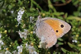 Attēlu rezultāti vaicājumam “Hyponephele lycaon male”