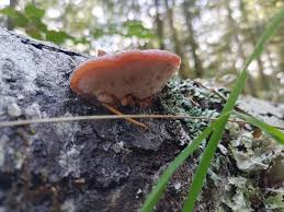 Attēlu rezultāti vaicājumam “Leptoporus mollis”