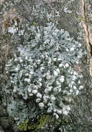 Attēlu rezultāti vaicājumam “Physcia adscendens”