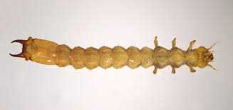 Attēlu rezultāti vaicājumam “Pyrochroidae imago”