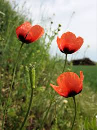 Attēlu rezultāti vaicājumam “Papaver argemone leaf”