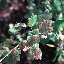 Attēlu rezultāti vaicājumam “Ribes uva-crispa flower”