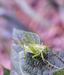 Attēlu rezultāti vaicājumam “Tettigonia cantans”