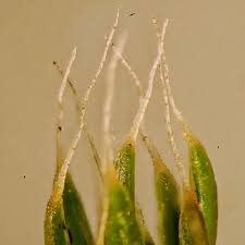 Attēlu rezultāti vaicājumam “Polytrichum piliferum sporophyte”