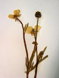 Attēlu rezultāti vaicājumam “Ranunculus lanuginosus bud”