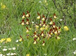 Attēlu rezultāti vaicājumam “Cypripedium calceolus flower”