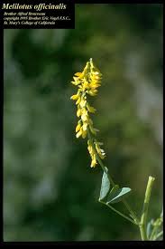 Attēlu rezultāti vaicājumam “Melilotus”