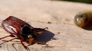 Attēlu rezultāti vaicājumam “Ostoma ferruginea”