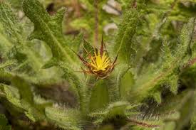 Image result for Cnicus benedictus