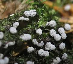 Attēlu rezultāti vaicājumam “Badhamia lilacina”