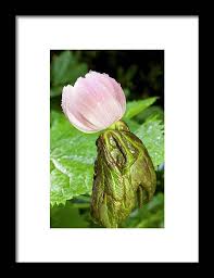 Attēlu rezultāti vaicājumam “Podophyllum hexandrum flower”