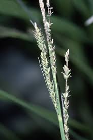 Attēlu rezultāti vaicājumam “Carex cespitosa flower”