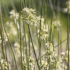 Attēlu rezultāti vaicājumam “Juncus effusus”