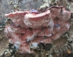 Attēlu rezultāti vaicājumam “Leptoporus mollis”