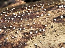 Attēlu rezultāti vaicājumam “Craterium aureonucleatum”