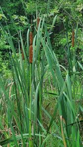 Attēlu rezultāti vaicājumam “Typha latifolia”