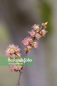 Attēlu rezultāti vaicājumam “Acer saccharinum flower”