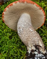 Attēlu rezultāti vaicājumam “Leccinum vulpinum”