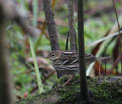 Image result for Anthus gustavi