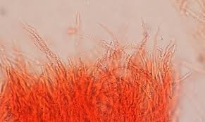 Attēlu rezultāti vaicājumam “Ceriporiopsis resinascens”